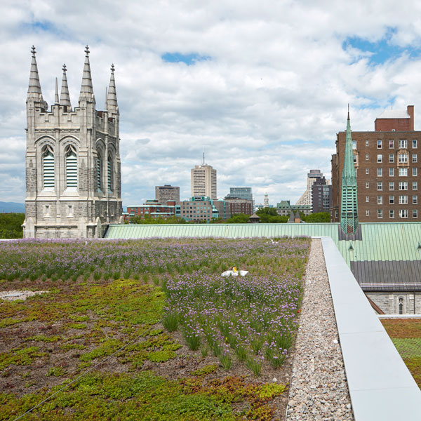 Green Roofs: A Solution That Benefits Everyone